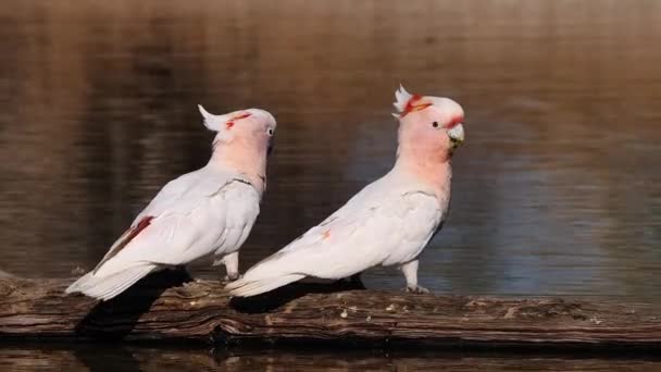 Dois Cockatoos Major Mitchell Sentar Uma Filial Beber Uma Lagoa — Vídeo de Stock