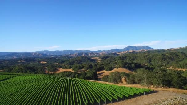 位于加州北部索诺玛县的一个高耸的空中俯瞰着一排葡萄园 — 图库视频影像
