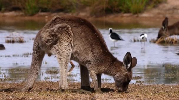 オーストラリアの湖の近くにあるカンガルーの放牧 — ストック動画