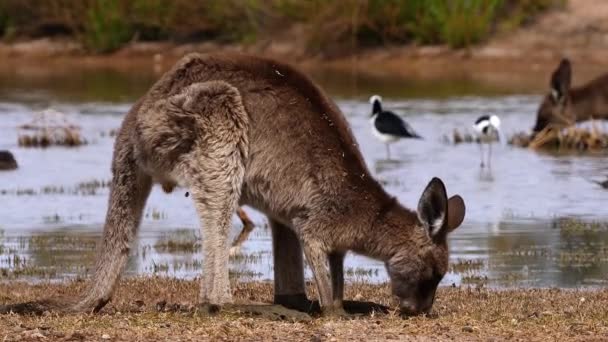 Kängurus Grasen Der Nähe Eines Sees Australien — Stockvideo