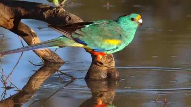 Perroquet Mulga Coloré Boit Dans Étang Australie — Video