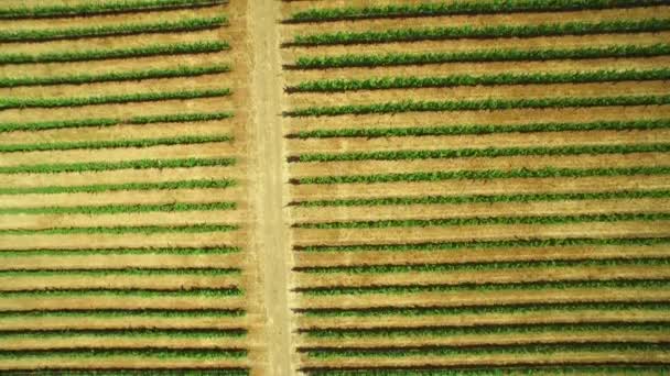 Vzduch Přes Obrovské Řady Vinic Severní Kalifornii Sonoma County — Stock video