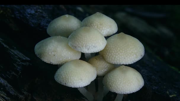 Funghi Rosa Ombrello Bianco Crescono Una Foresta Pluviale Australia — Video Stock
