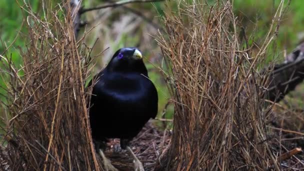 Пташка Атлас Організовує Гнізда Австралії — стокове відео