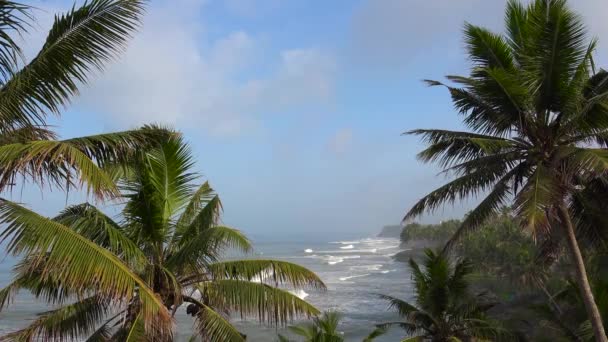 Les Vagues Roulent Sur Rivage Long Côte Bordée Palmiers Kerala — Video