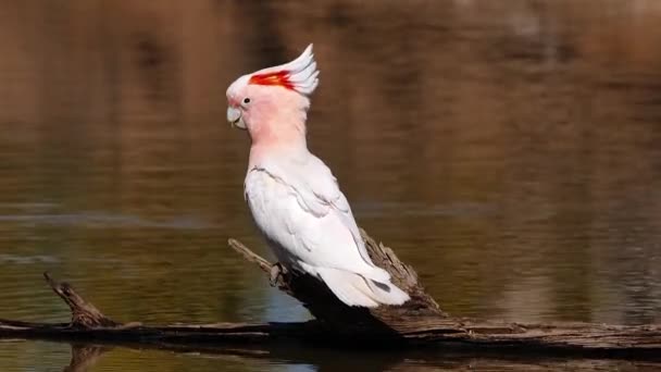 A Major Mitchell cockatoo sits on a branch and drinks from a pond. — Stock Footage Major Mitchell Cockatoo Sits Branch Drinks Pond Royalty Free Stock Footage