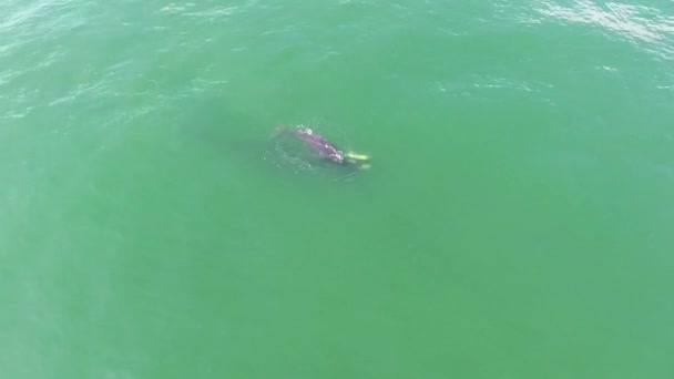 Aérien Dessus Une Mère Veau Baleine Noire Atlantique Nord Nageant — Video