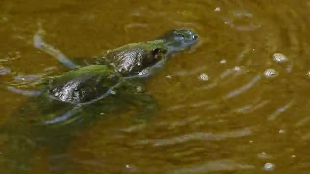 オーストラリアの湖でカモノハシが泳いでいます — ストック動画