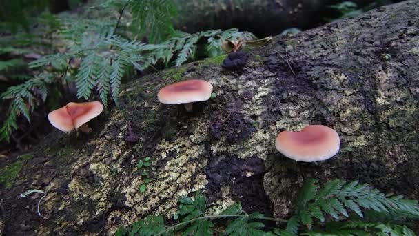 Tres Hongos Rosados Paraguas Crecen Una Selva Tropical Australia — Vídeo de stock