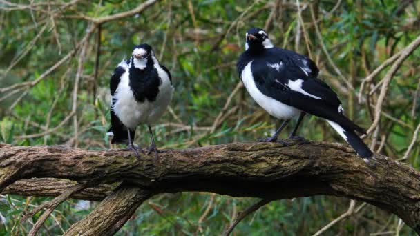 Dos Magpie Larks Pernoctaron Una Sucursal Cerca Estanque Australia — Vídeo de stock