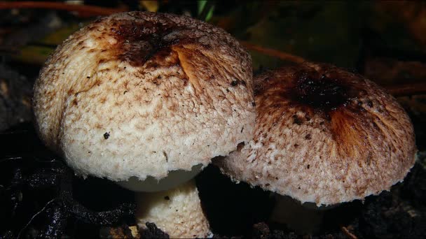 Par Fungos Cremosos Cogumelos Brancos Crescem Uma Árvore Austrália — Vídeo de Stock