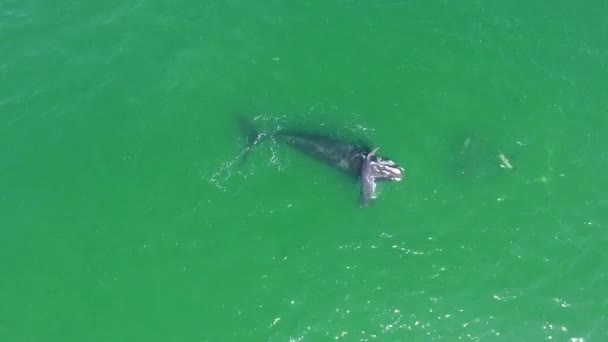 Aéreo Sobre Uma Baleia Franca Atlântico Norte Mãe Bezerro Nadando — Vídeo de Stock