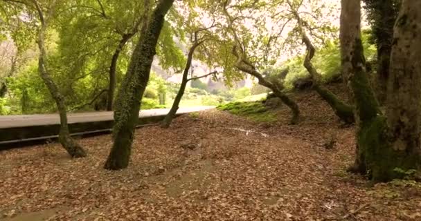 Aerial Foglie Cadute Sul Pavimento Della Foresta — Video Stock