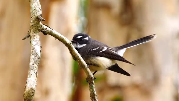 澳大利亚昆士兰州 一只灰色的燕尾鸟栖息在树枝上 鸣叫着 — 图库视频影像