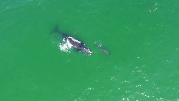 Antena Nad Północnym Atlantykiem Matka Wieloryba Cielę Pływające Delfinami Botlenozy — Wideo stockowe