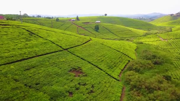 Aérien Sur Une Plantation Thé Agriculture Verte Ouganda Afrique — Video
