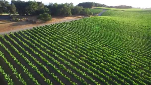 Sida Låg Antenn Över Stora Rader Vingårdar Norra Kaliforniens Sonoma — Stockvideo