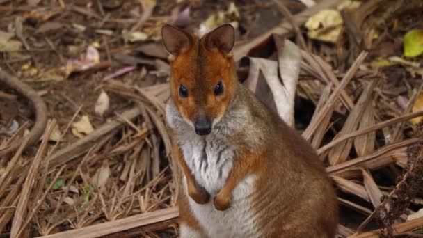 Avustralya Gölgede Bir Kanguru Oturuyor — Stok video