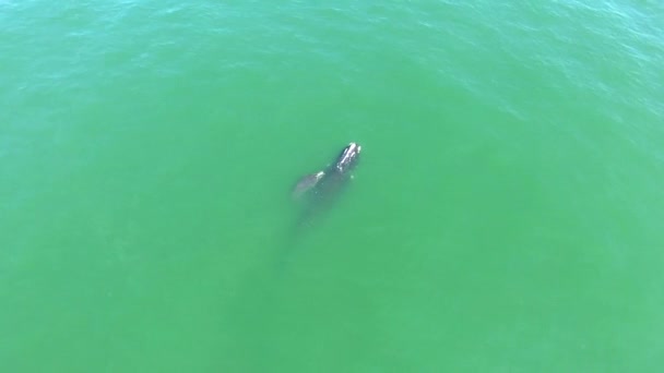 Aerial North Atlantic Right Whale Mother Calf Swimming Bottlenose Dolphins — Stock Video