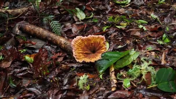 オーストラリアの地面の丸太でファントランペットベージュのキノコ真菌が成長します — ストック動画