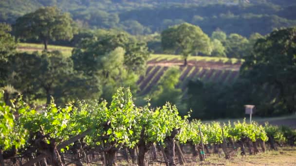 Pleasant Shot Napa Valley Wine Growing Region — Stock Video