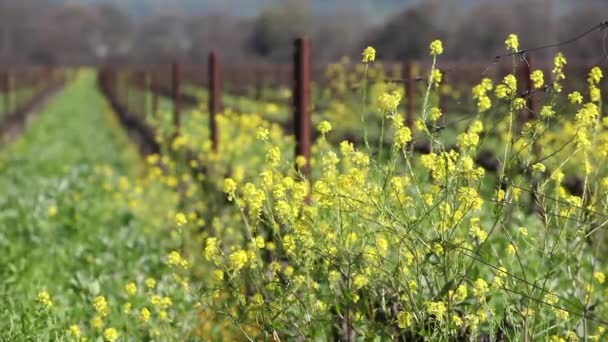 Campi Verdi Della California Con Fiori Selvatici Gialli Che Crescono — Video Stock