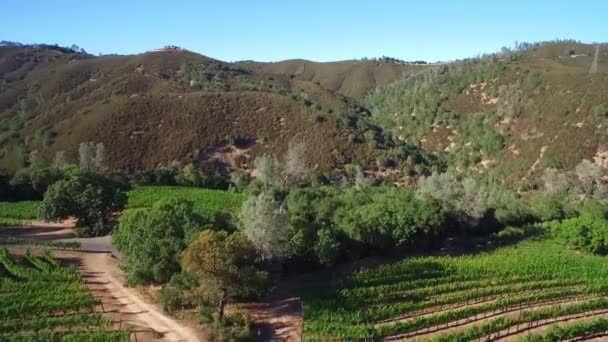 Widok Boku Anteny Wzdłuż Wzgórza Nad Rzędami Winnic Północnej Kalifornii — Wideo stockowe
