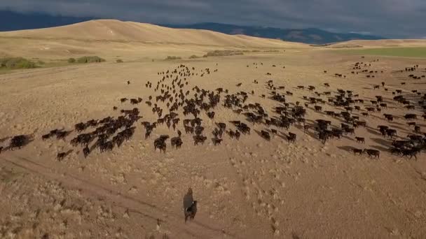 Incrível Antena Sobre Passeio Gado Ocidental Nas Planícies Montana — Vídeo de Stock