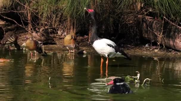 Gęś Sroka Stojąca Stawie Australii — Wideo stockowe