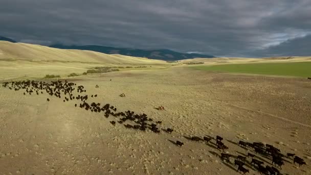 Incrível Antena Sobre Passeio Gado Ocidental Nas Planícies Montana — Vídeo de Stock