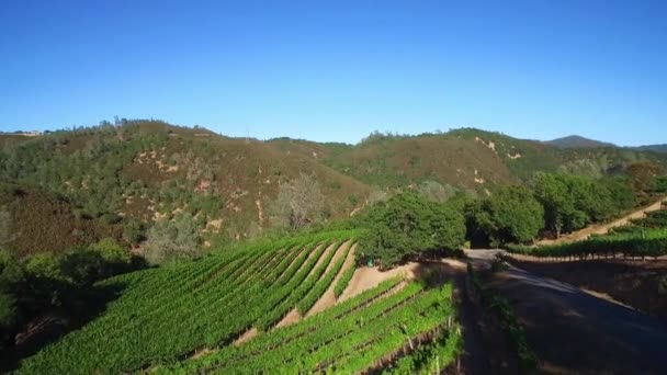 Een Antenne Langs Een Heuvelrug Rijen Wijngaarden Noord Californië Sonoma — Stockvideo