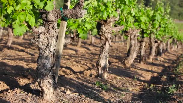 Sudut Kebun Anggur Daerah Yang Tumbuh Anggur — Stok Video