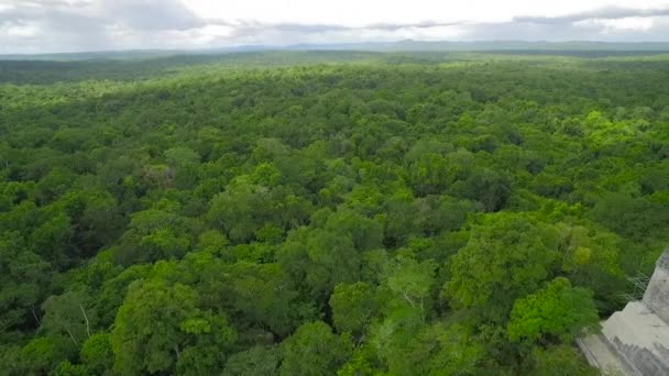 在危地马拉的树梢和Tikal金字塔上方拍摄的壮观的空中照片 — 图库视频影像