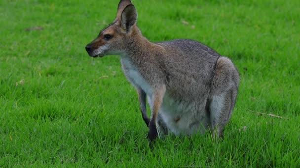 Avustralya Bir Tarlada Kanguru Oturuyor — Stok video