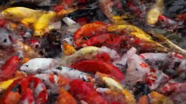 Una Hermosa Toma Peces Koi Nadando Estanque — Vídeos de Stock