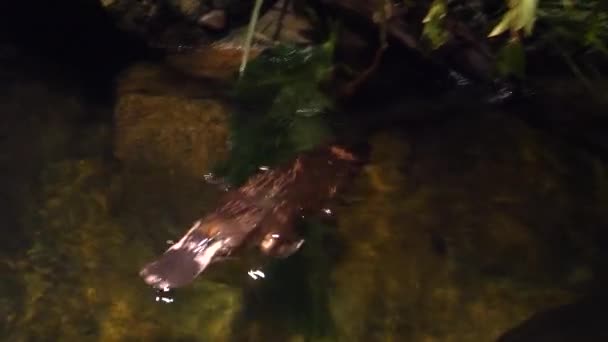 Platypus Simmar Sjö Natten Australien — Stockvideo