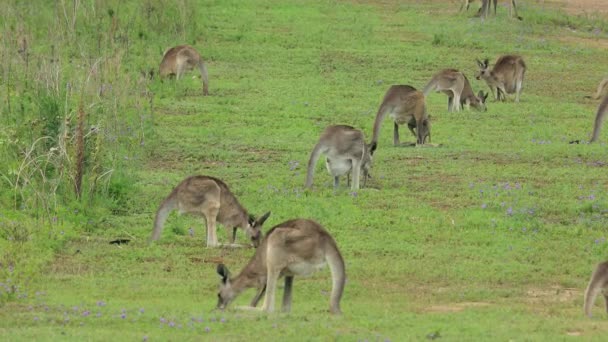 Kangury Pasą Się Otwartym Polu Australii — Wideo stockowe