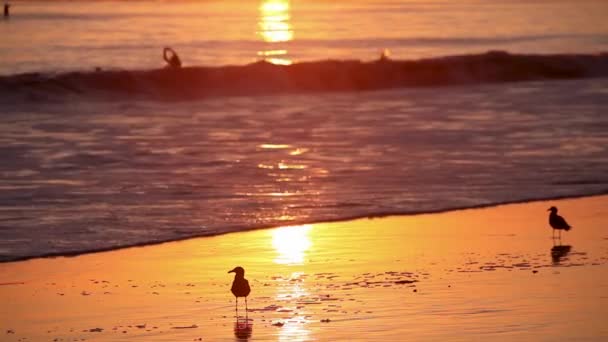 Aves Reúnem Praia Pôr Sol Com Nadadores Segundo Plano — Vídeo de Stock