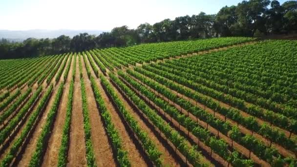 Een Antenne Boven Rijen Wijngaarden Noord Californië Sonoma County — Stockvideo