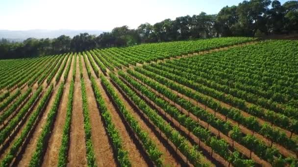 Avión Sobre Filas Viñedos Condado Sonoma Norte California — Vídeos de Stock