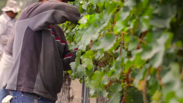 Los Trabajadores Inmigrantes Eligen Uvas Los Campos — Vídeos de Stock