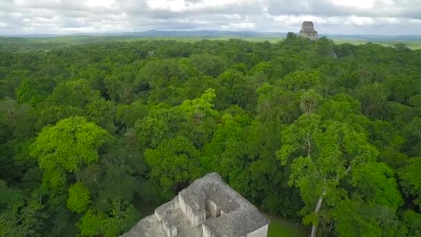 Spektakuläre Luftaufnahme Über Baumkronen Und Tikal Pyramiden Guatemala — Stockvideo