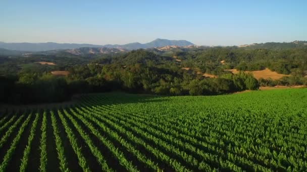 Een Antenne Boven Uitgestrekte Rijen Wijngaarden Noord Californië Sonoma County — Stockvideo