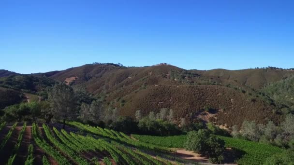 Een Zijaanzicht Antenne Langs Een Heuvel Rijen Wijngaarden Noord Californië — Stockvideo