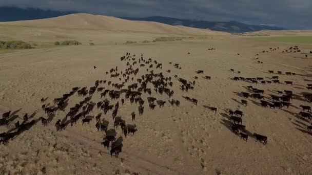 Verbazingwekkende Antenne Een Westers Vee Drijven Vlaktes Van Montana — Stockvideo