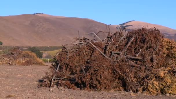 Elpusztult Növényzet Készen Áll Száraz Évszakban Történő Égetésre Egy Farmon — Stock videók