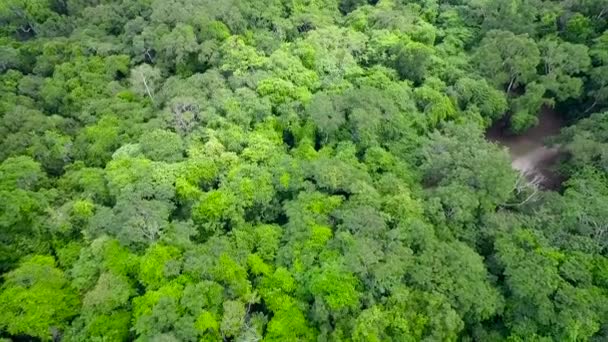 Spektakularne Zdjęcia Lotnicze Nad Wierzchołkami Drzew Piramidami Tikal Gwatemali — Wideo stockowe