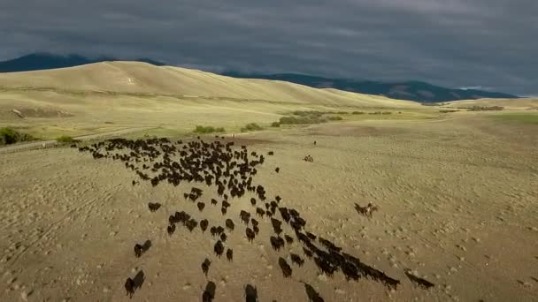 몬태나주의 평원에서 서쪽의 소떼가 다니는 놀라운 — 비디오