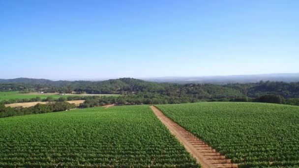 Egy Föld Feletti Szőlőültetvények Észak Kalifornia Sonoma Megyében — Stock videók