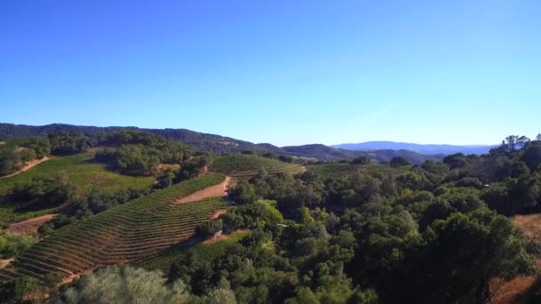北カリフォルニアのソノマ郡のブドウ畑の列の上空に熱気球が遠くにあります — ストック動画